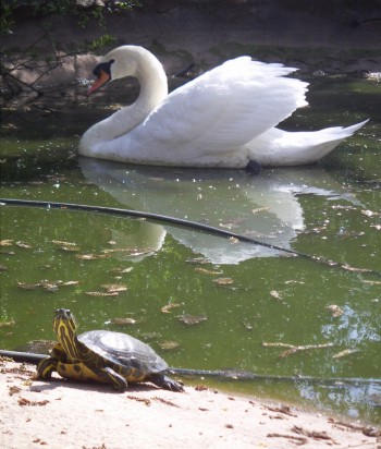 Avifauna humor
